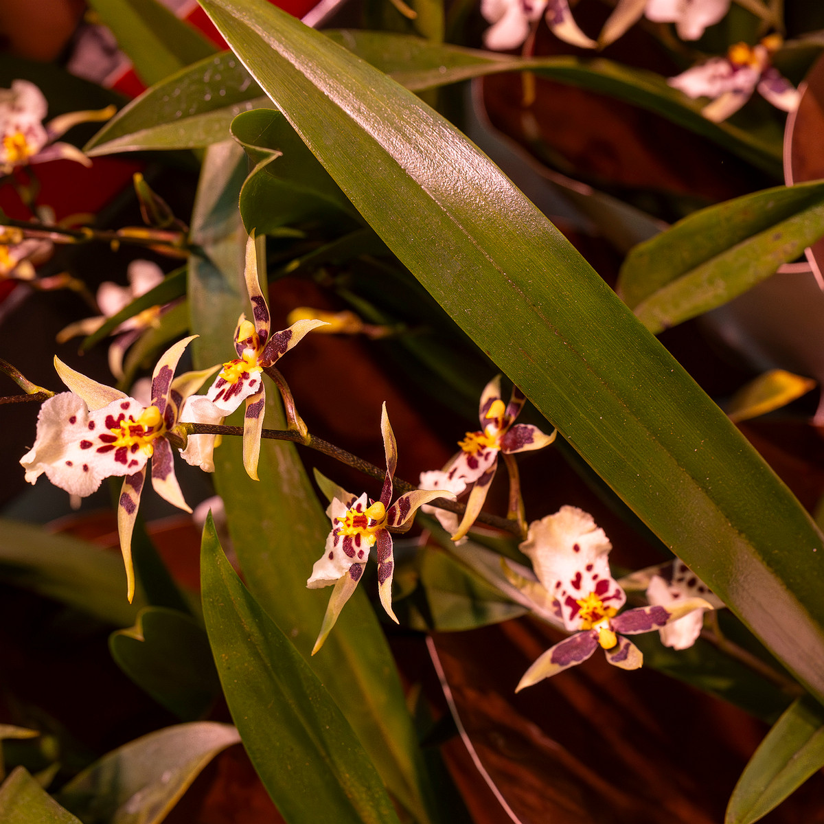 brassia-'summer-dream'-1