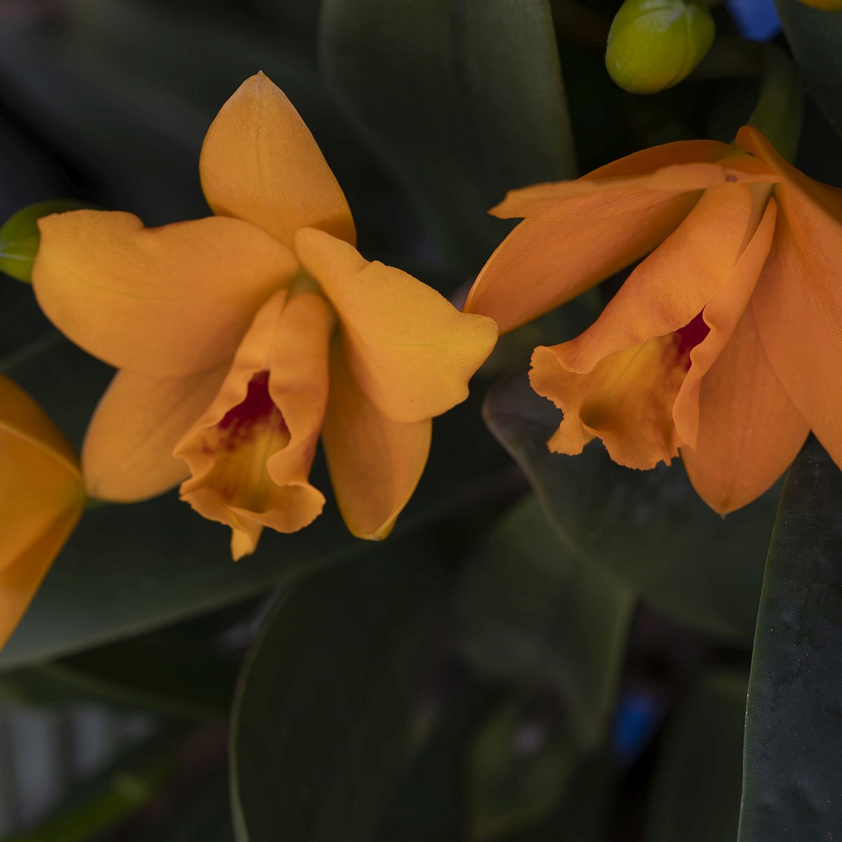 !guarianthe-aurantiaca-1