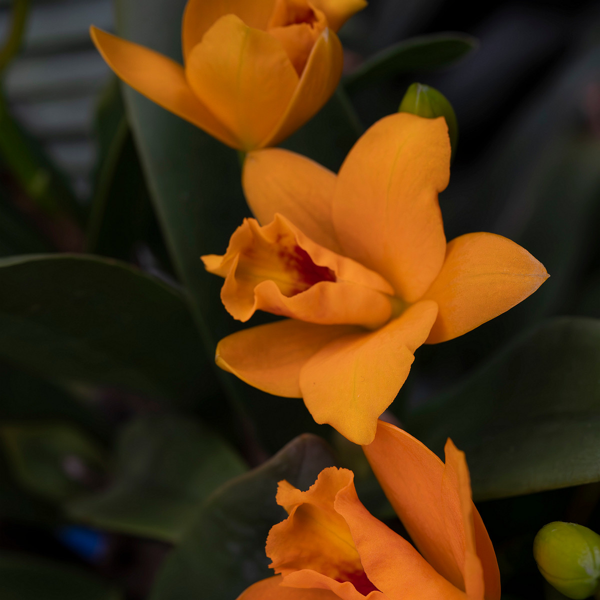 guarianthe-aurantiaca-1