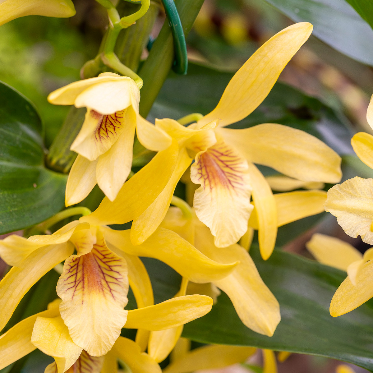 dendrobium-nobile-5