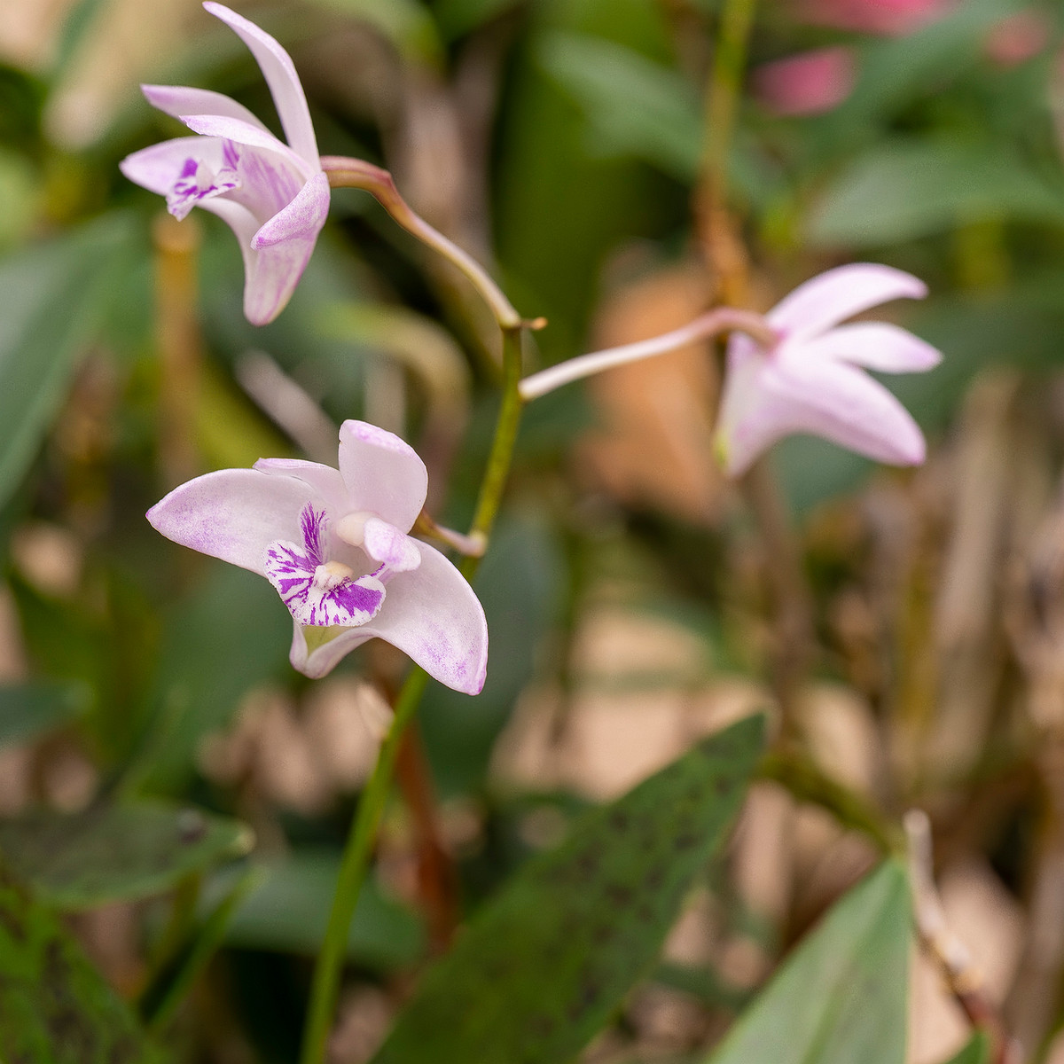 dendrobium-kingianum-1