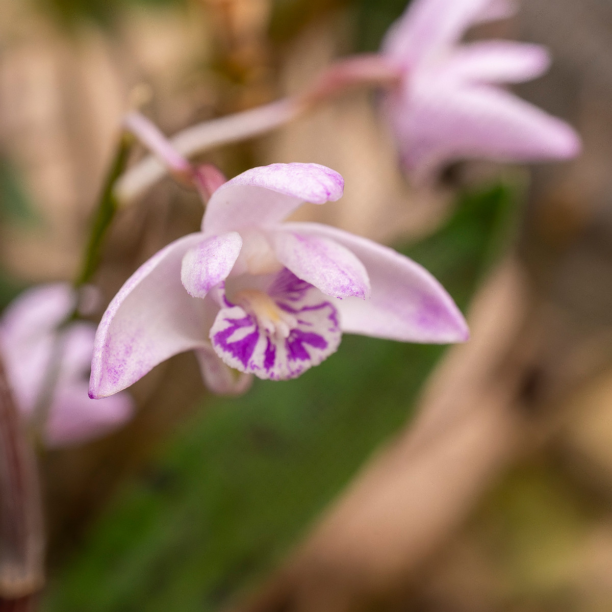 dendrobium-kingianum-2