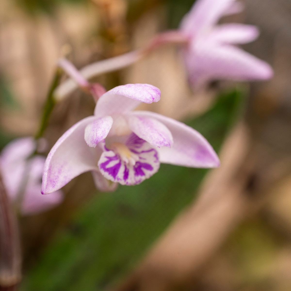 dendrobium-kingianum-3