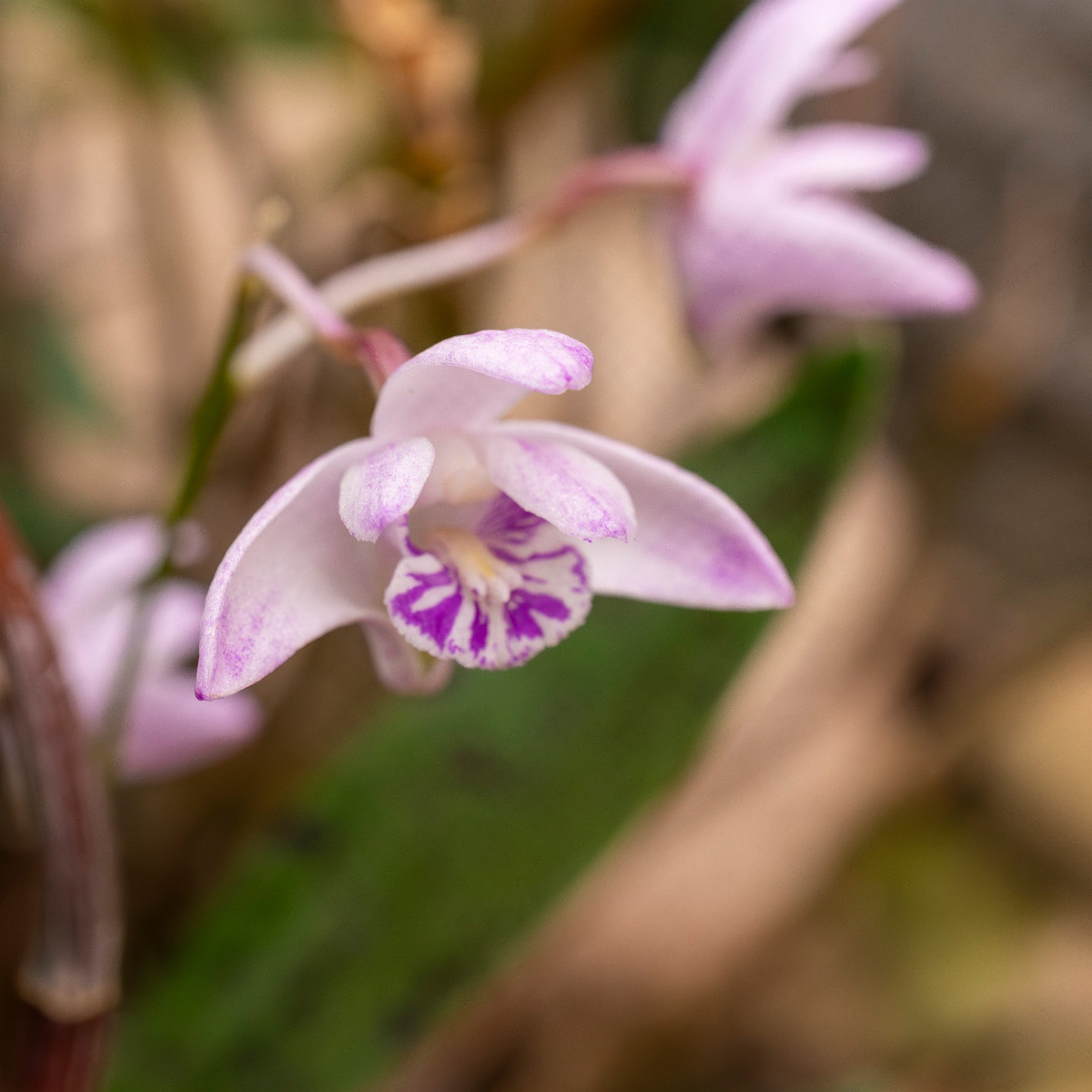 dendrobium-kingianum-4