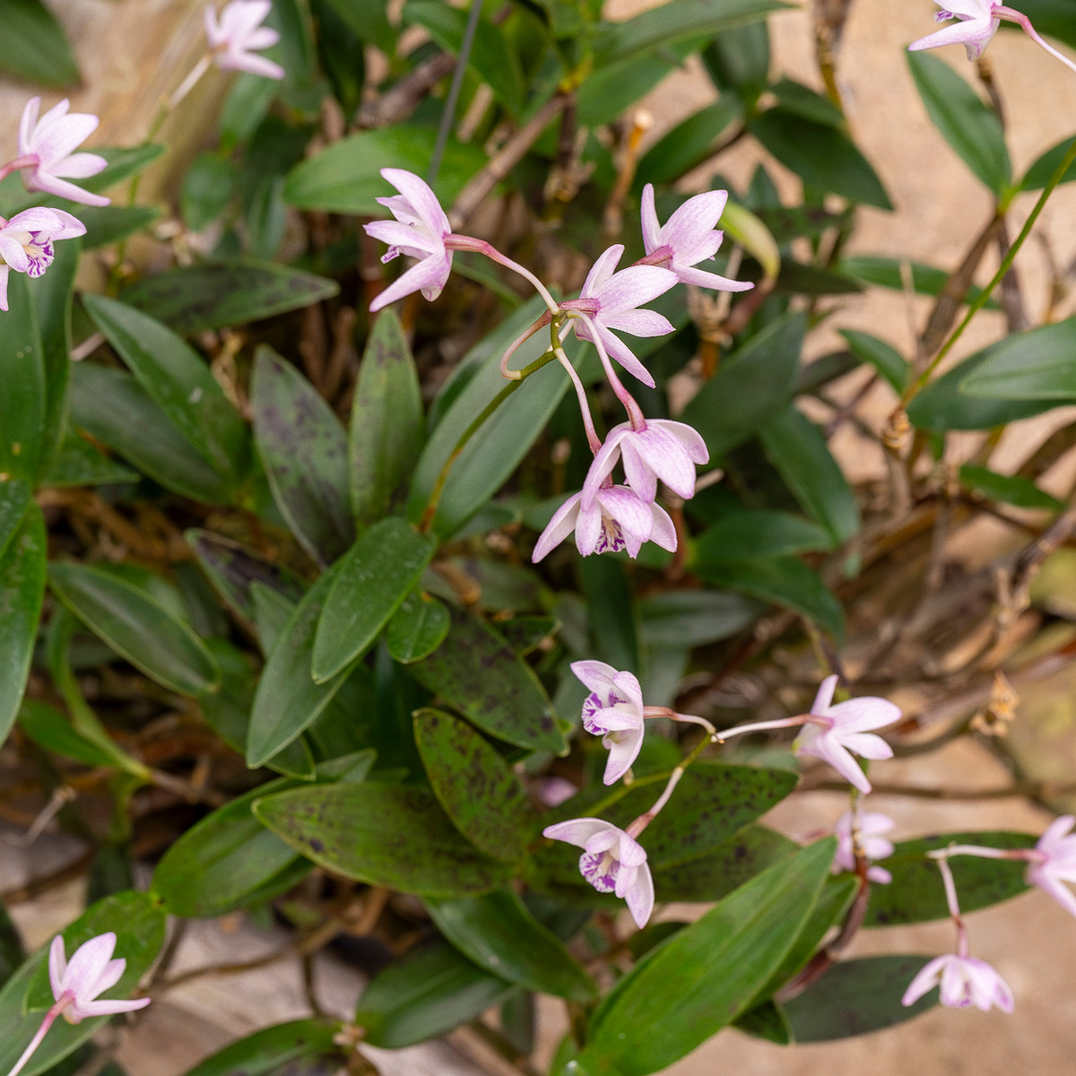 dendrobium-kingianum-5