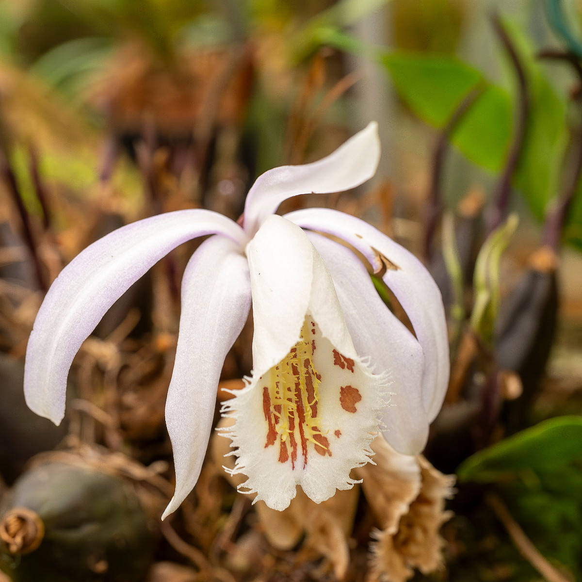 !pleione-formosana-4