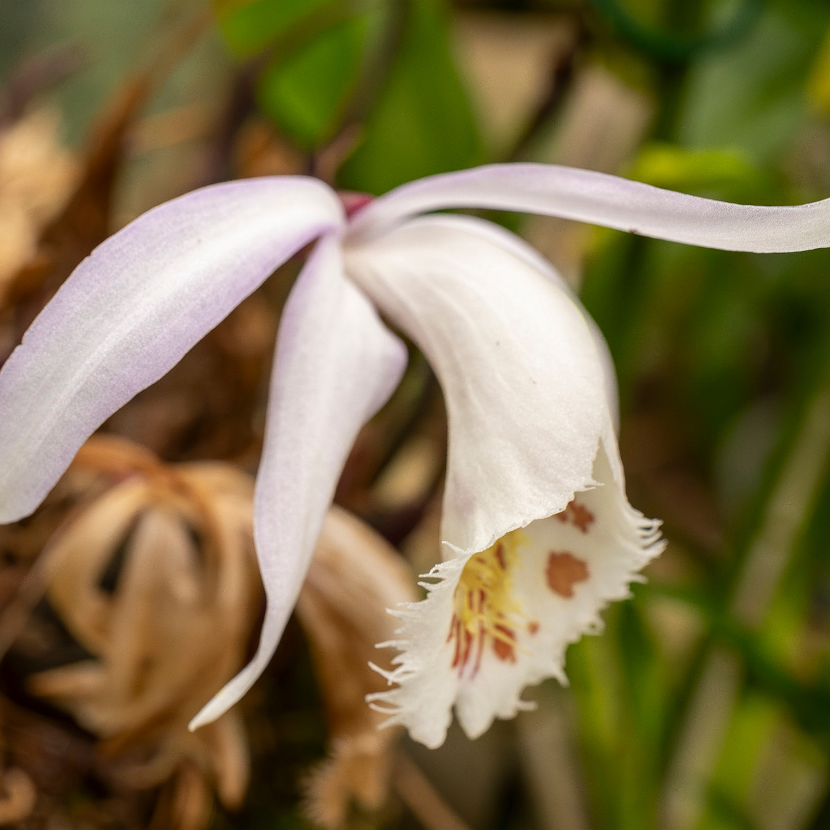 pleione-formosana-1