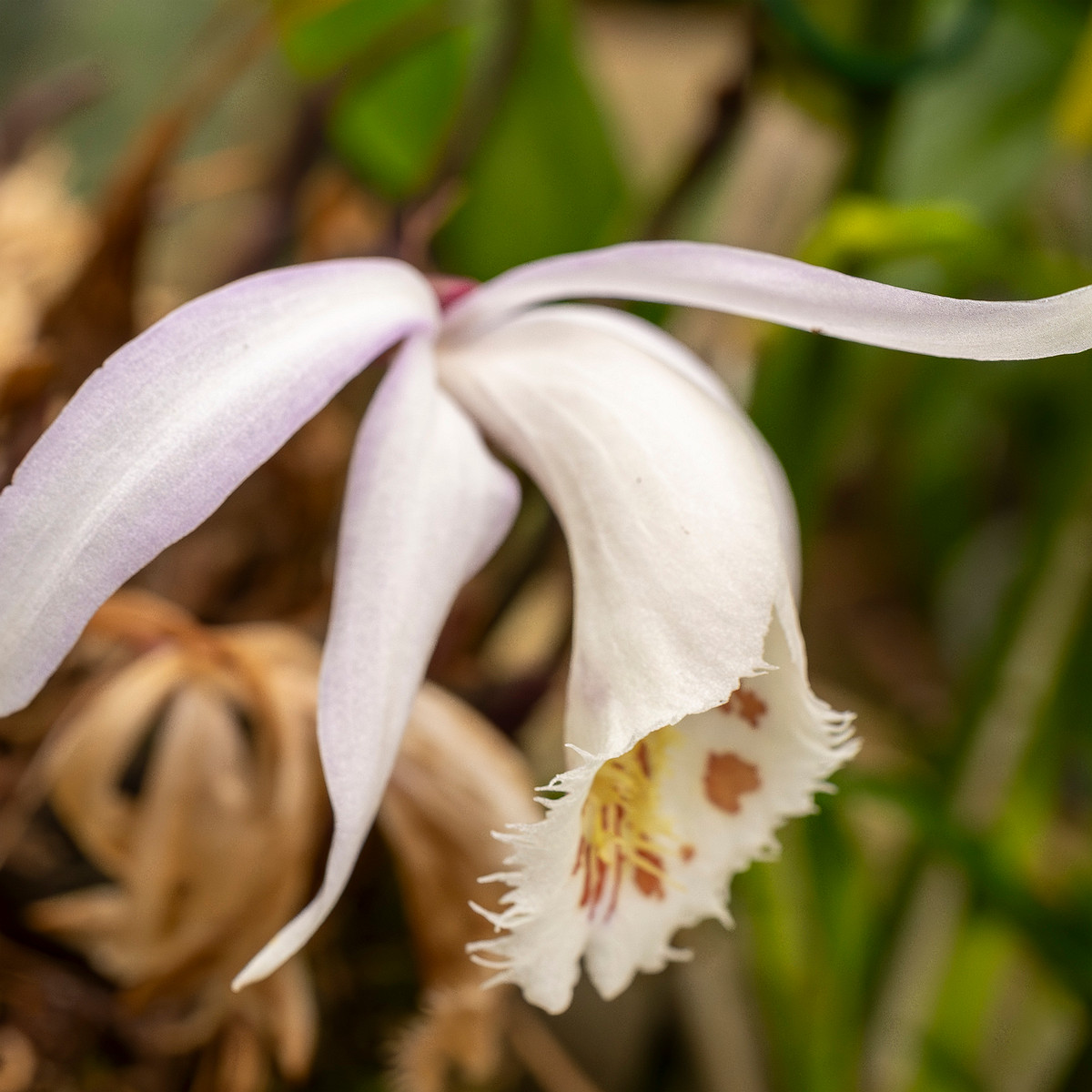 pleione-formosana-2