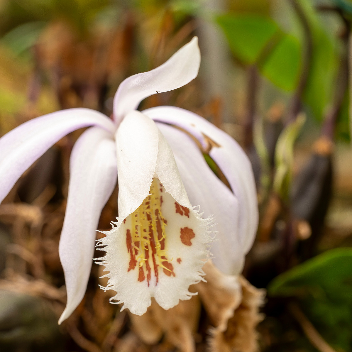 pleione-formosana-3