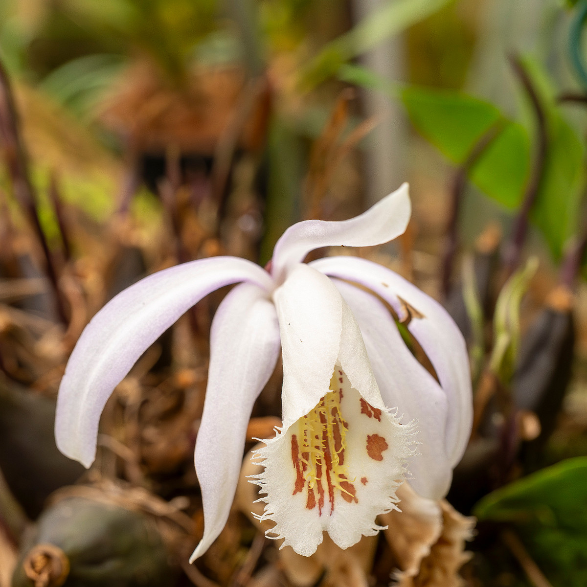 pleione-formosana-5