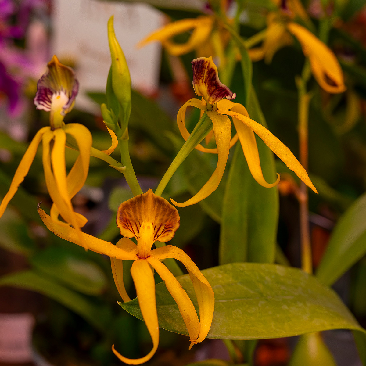 encyclia-cochleata-'octopussy'-1