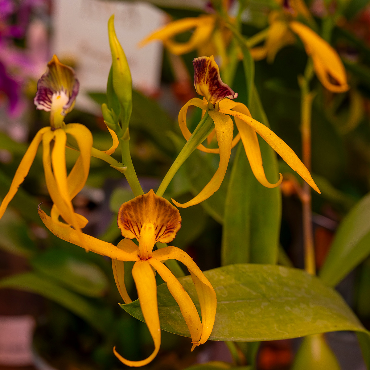 encyclia-cochleata-'octopussy'-2