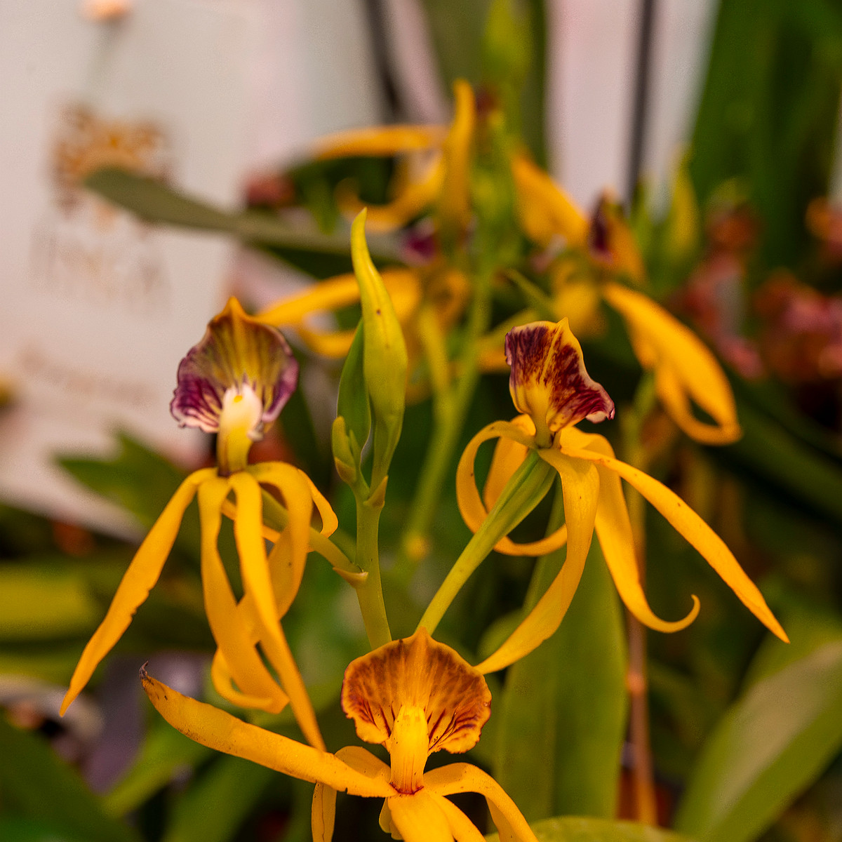 encyclia-cochleata-'octopussy'-3