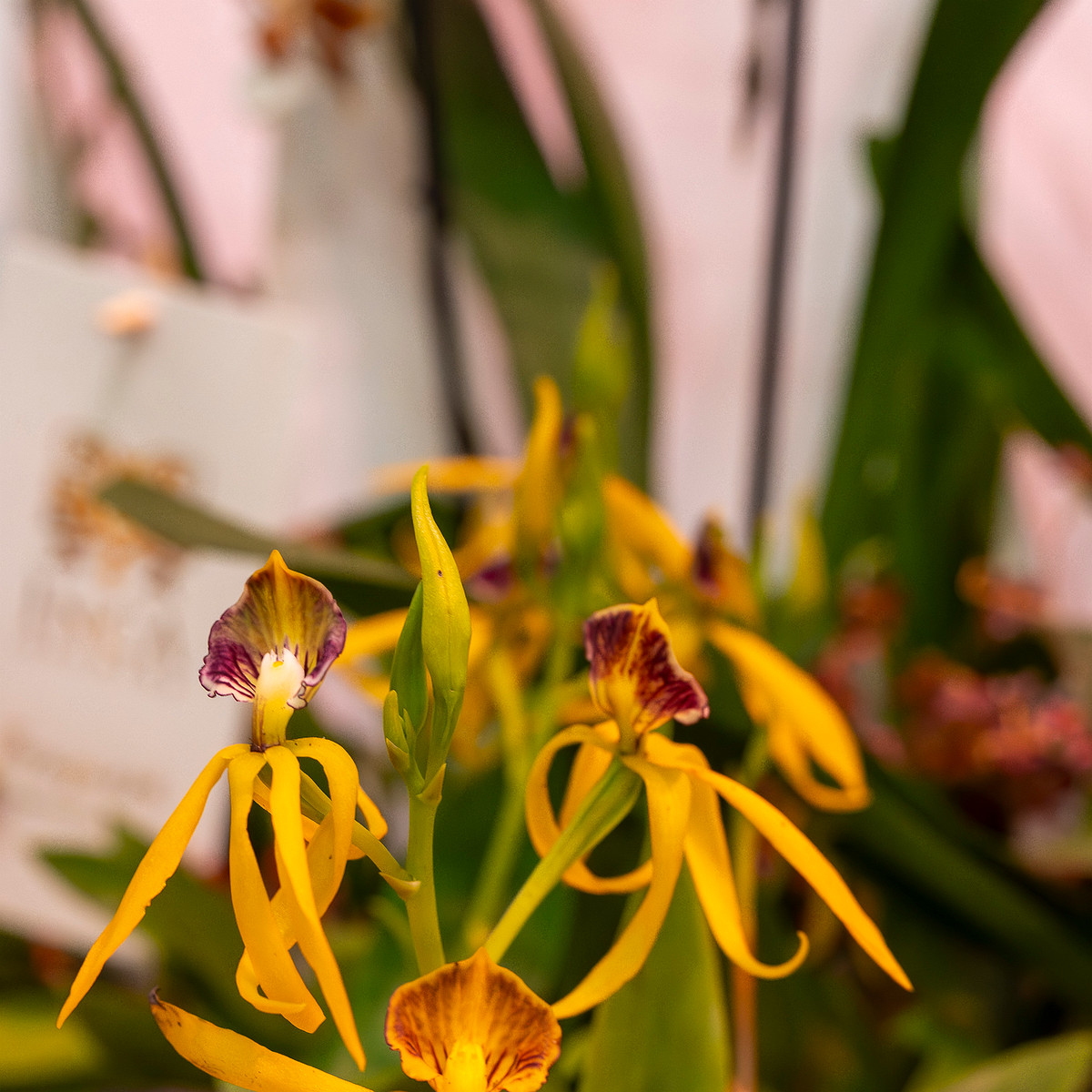 encyclia-cochleata-'octopussy'-4