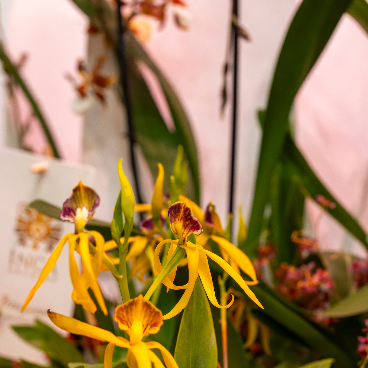 encyclia-cochleata-'octopussy'-5