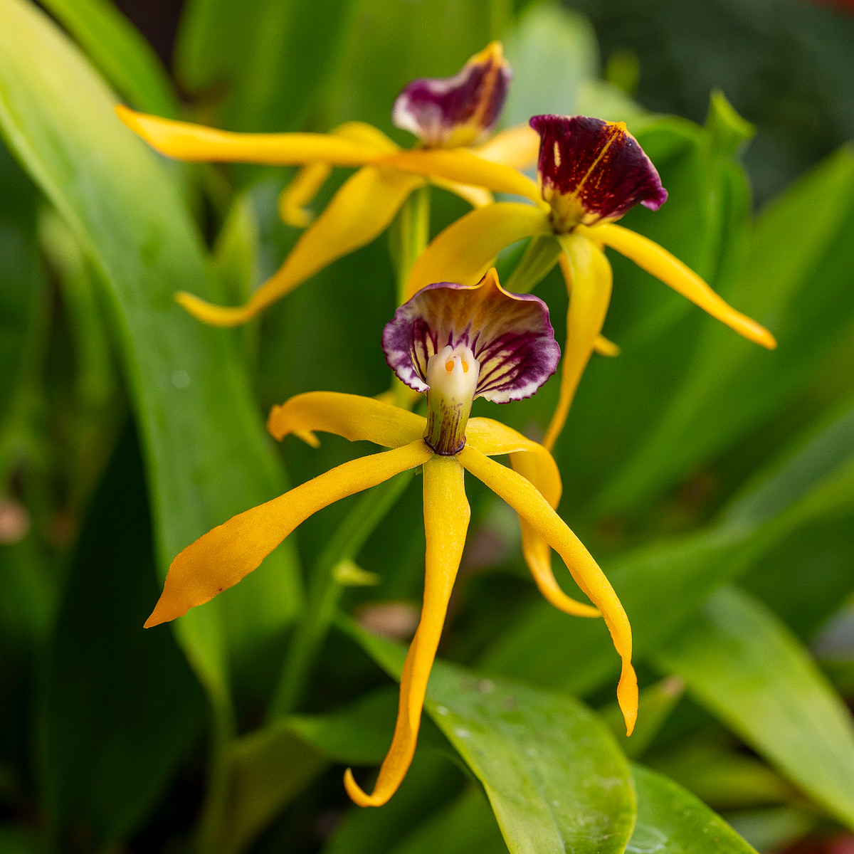 prosthechea-cochleata-2