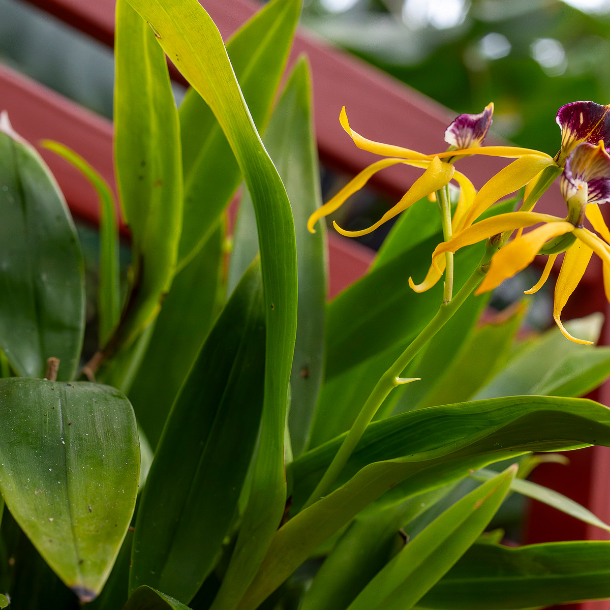 prosthechea-cochleata-3