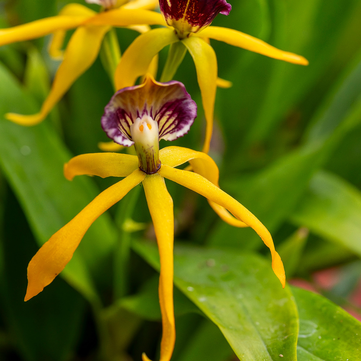 prosthechea-cochleata-5