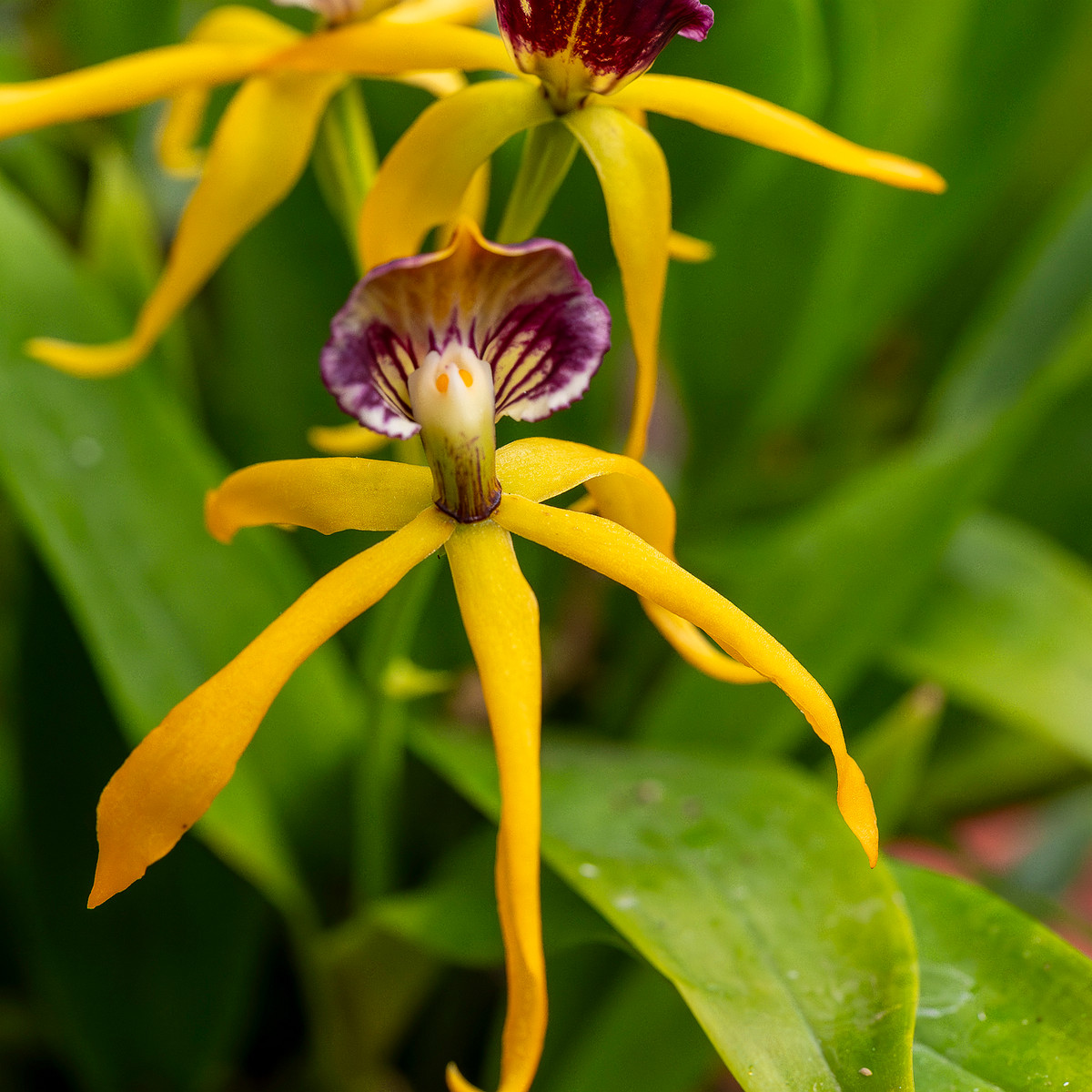 prosthechea-cochleata-6