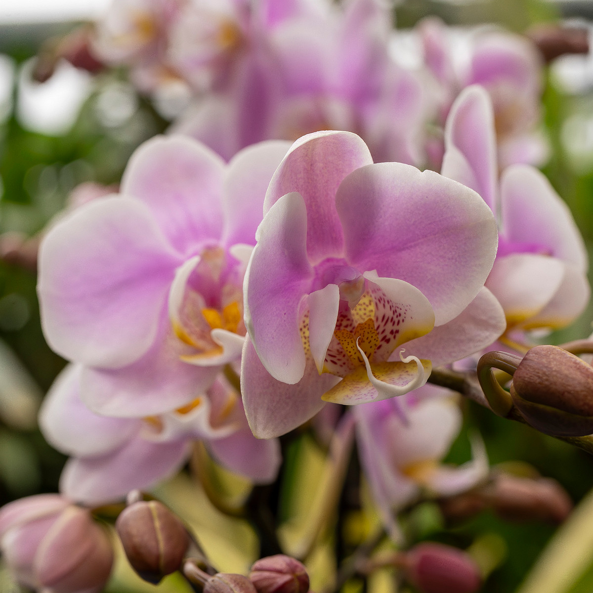 phalaenopsis-'exclusivo-yei'-1