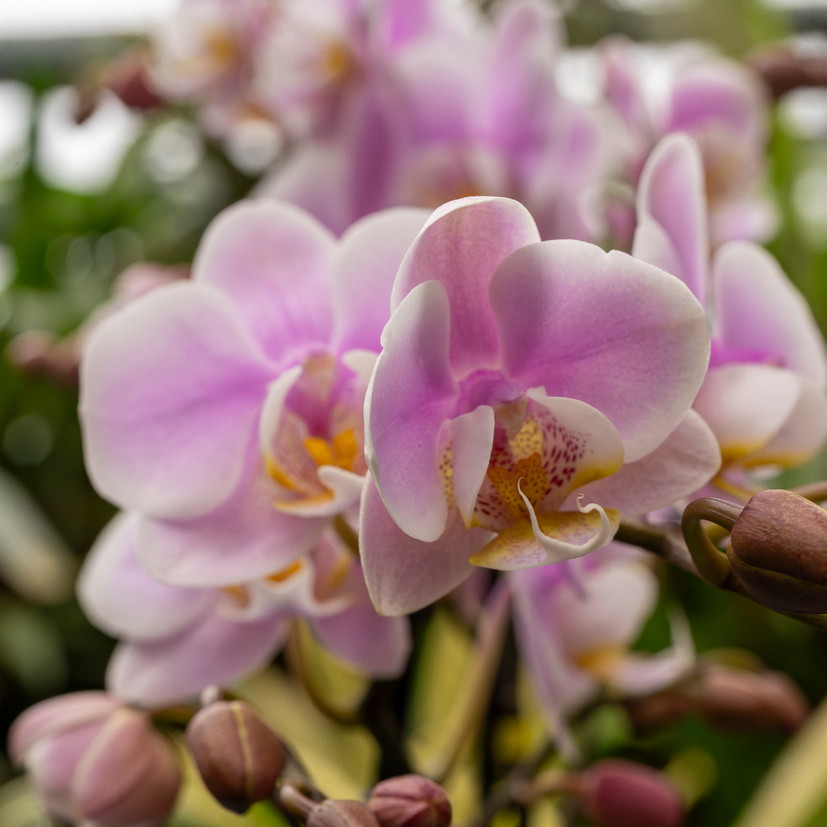 phalaenopsis-'exclusivo-yei'-2