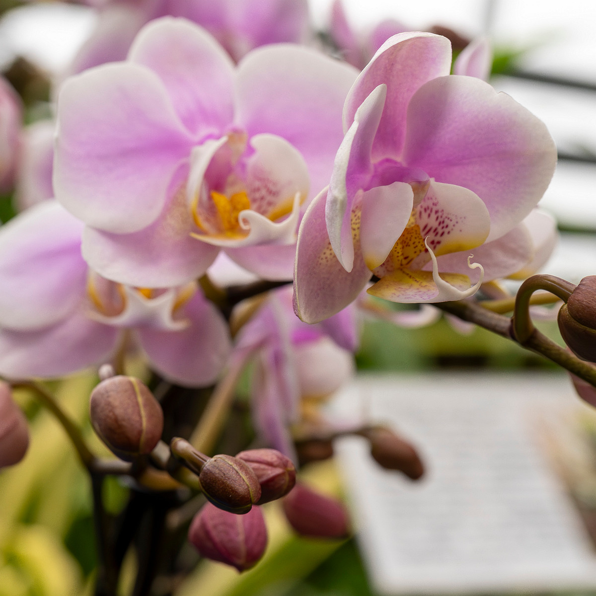 phalaenopsis-'exclusivo-yei'-3