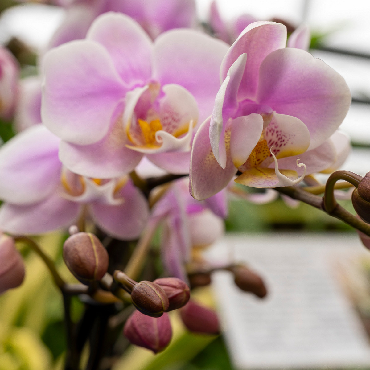 phalaenopsis-'exclusivo-yei'-4