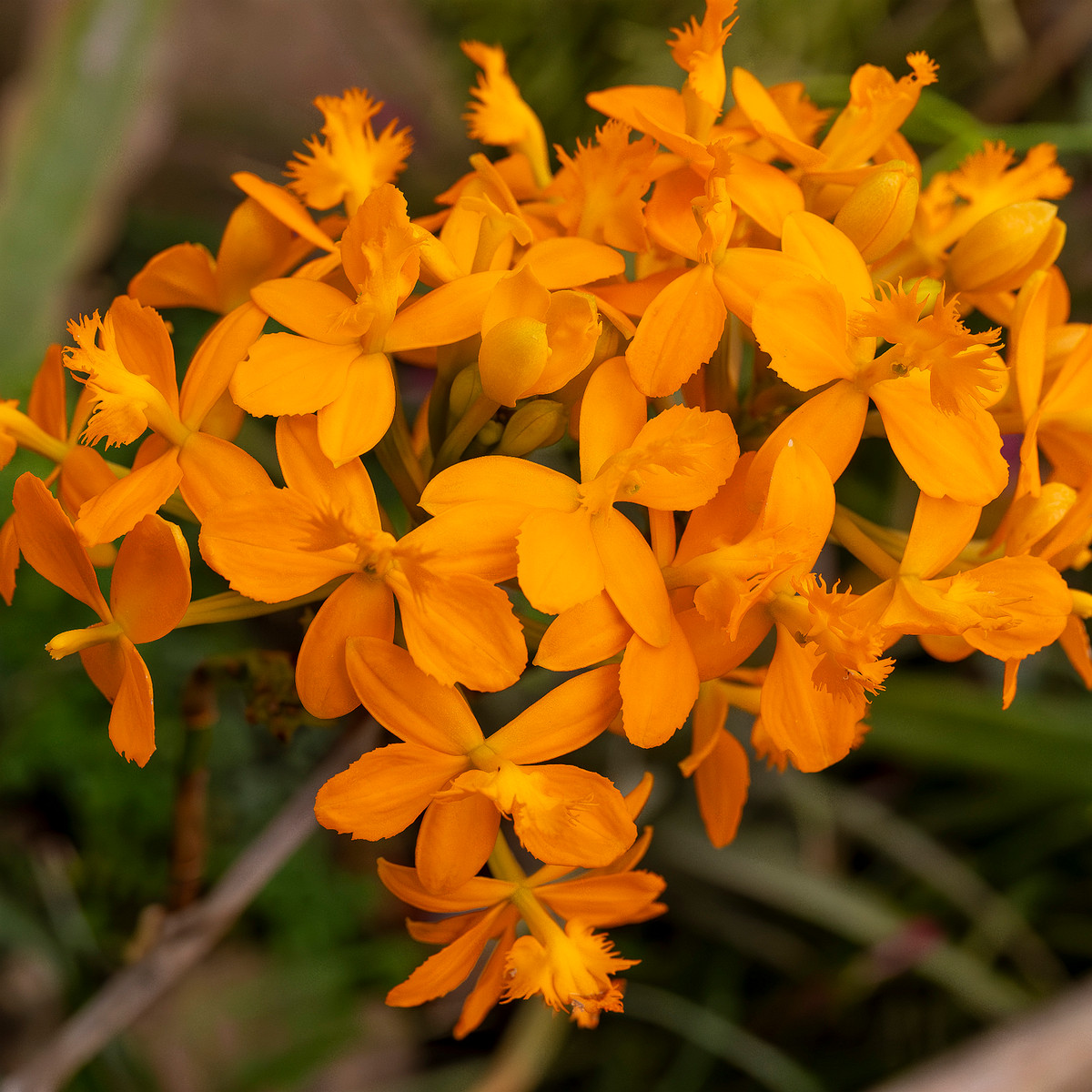 epidendrum-'ballerina'-1