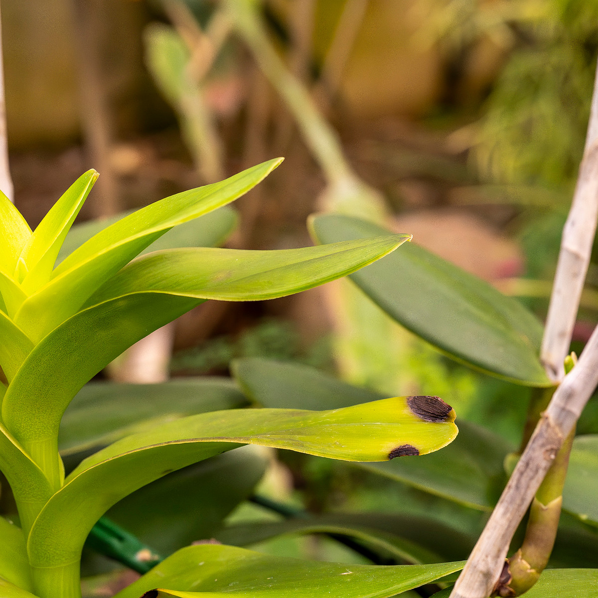 epidendrum-'ballerina'-3