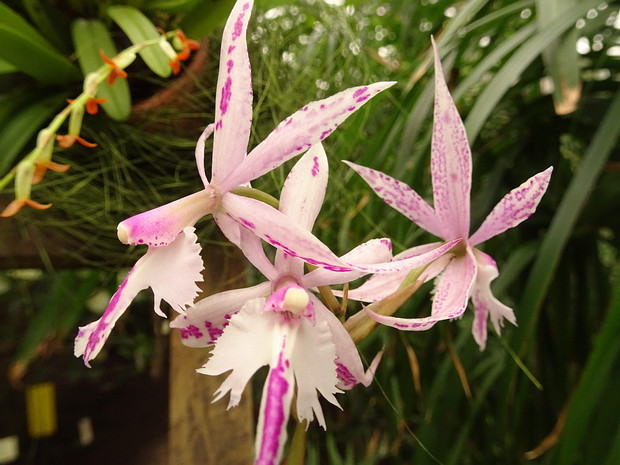 Бардендрум x прекрасный-лилейный - Bardendrum x spectabilis-criniferum