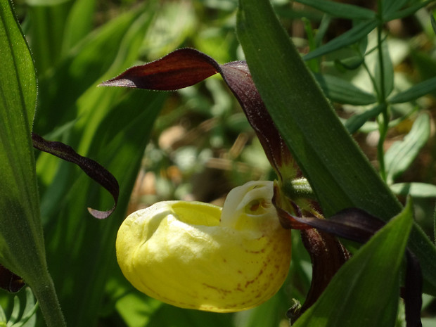 Башмачок настоящий - Cypripedium calceolus