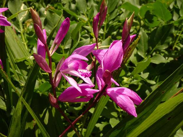 Блетилла полосатая - Bletilla striata