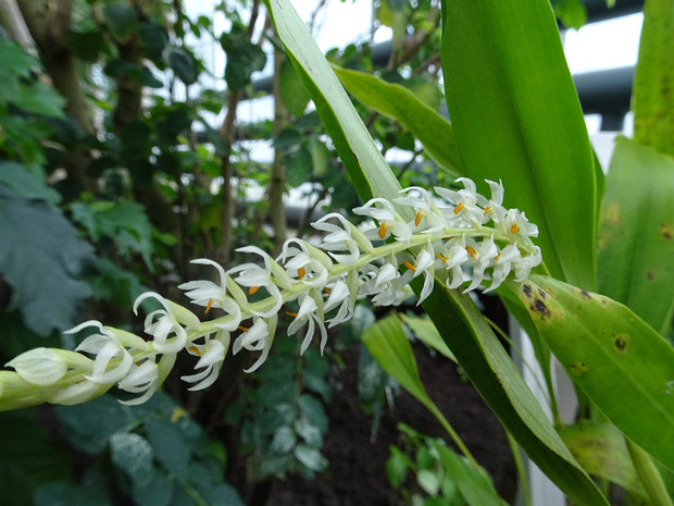 Дендрохилум колосковый - Dendrochilum glumaceum