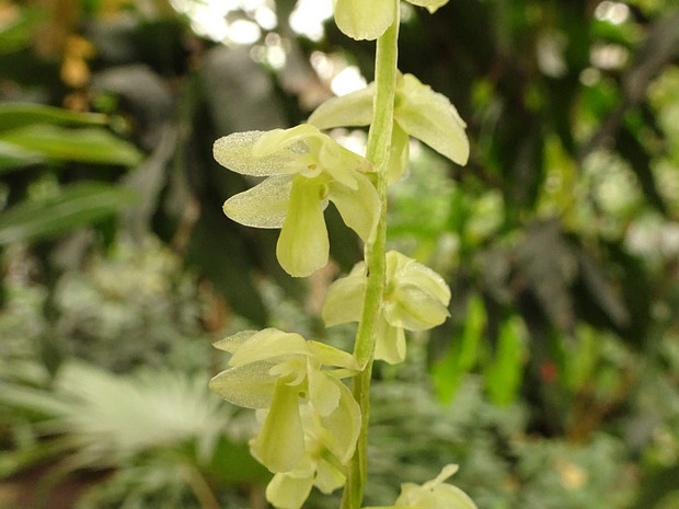 Дендрохилум нитевидный - Dendrochilum filiforme