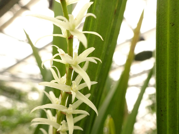 Дендрохилум юкколистный - Dendrochilum yuccifolium