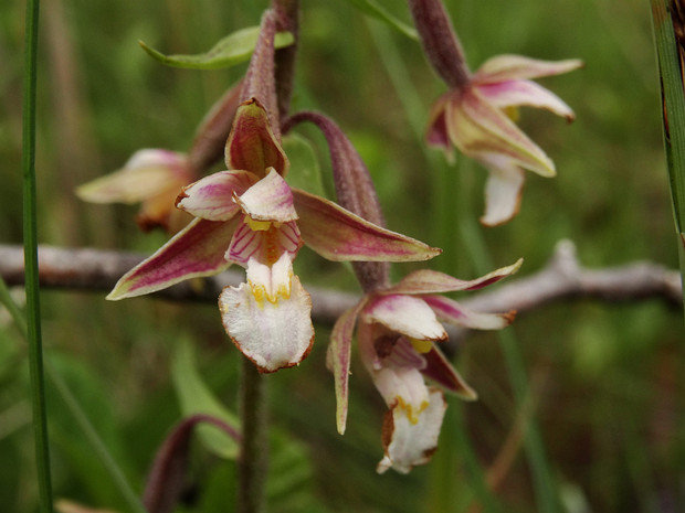 Дремлик болотный - Epipactis palustris