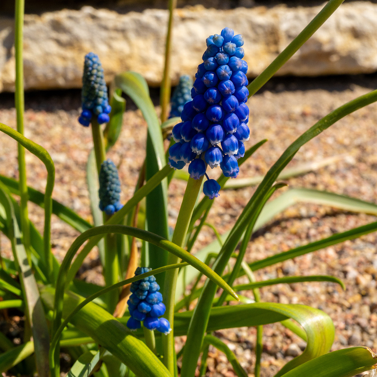 Гадючий-лук-многоцветковый_Мuscari-polyanthum_1-1