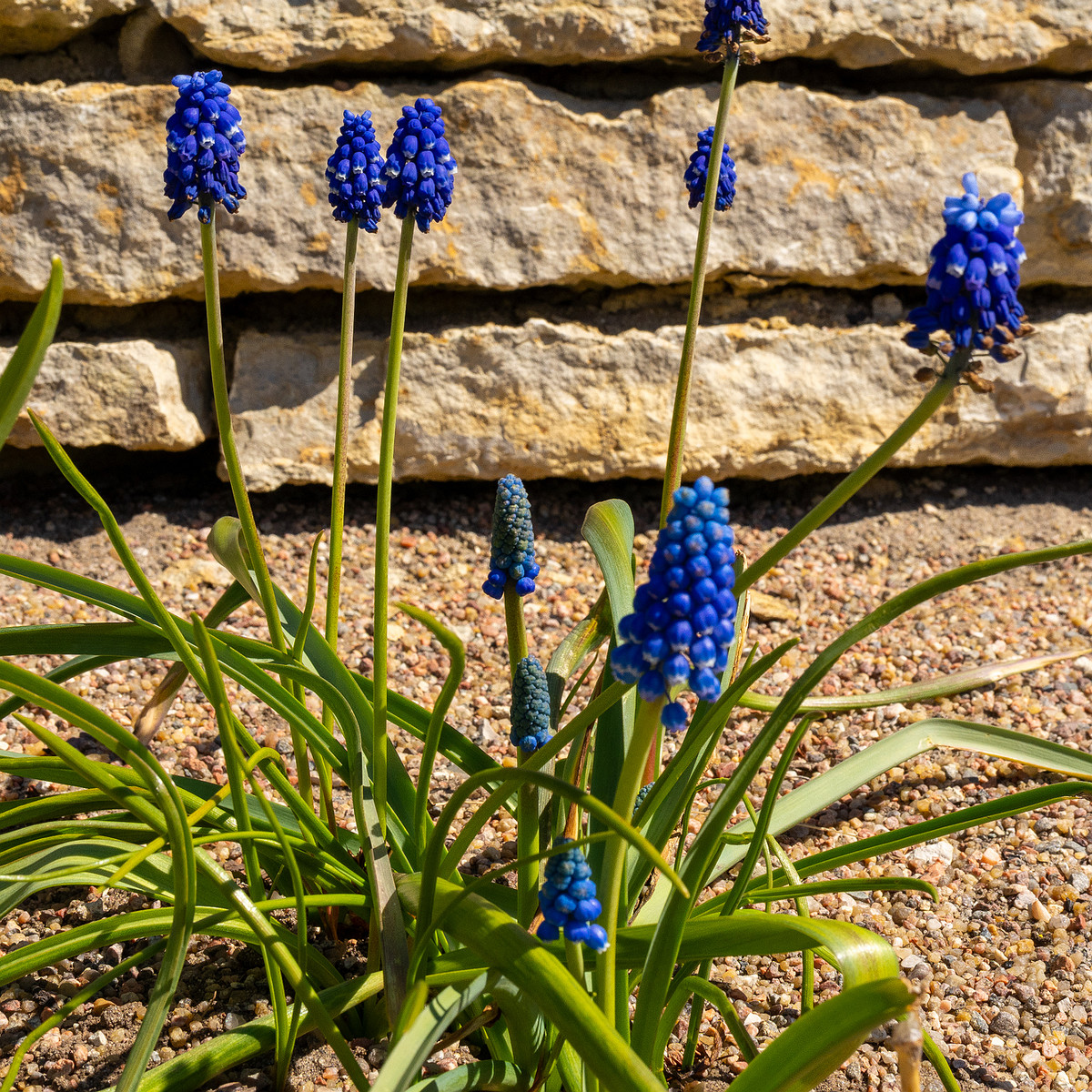 Гадючий-лук-многоцветковый_Мuscari-polyanthum_1-2