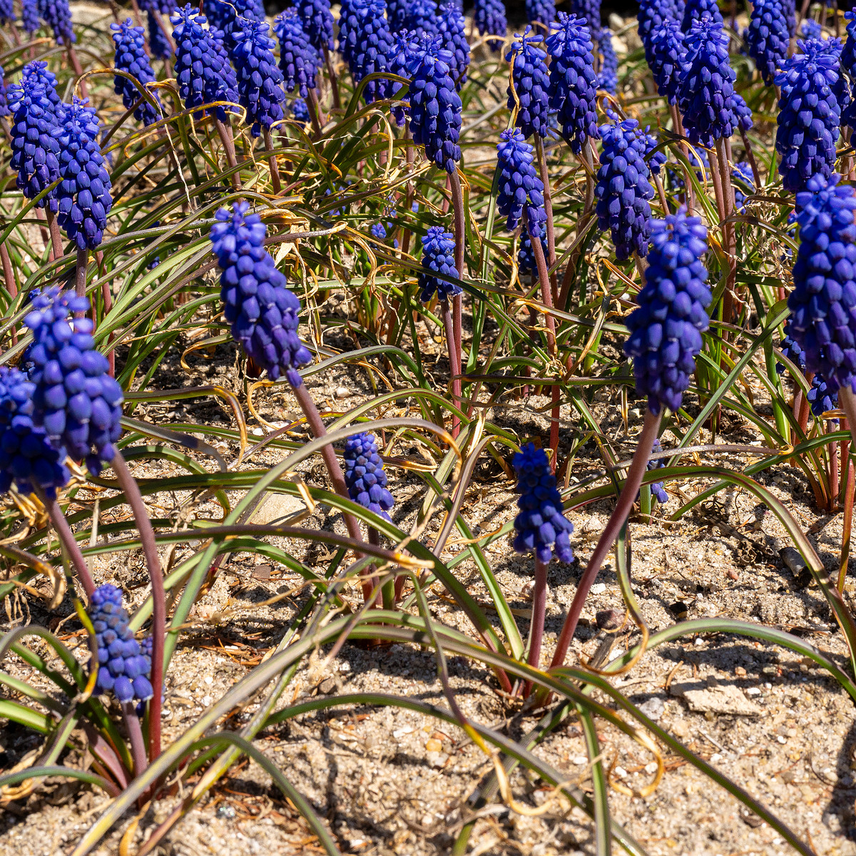 Гадючий-лук-незамеченный_Muscari-neglectum_1-1