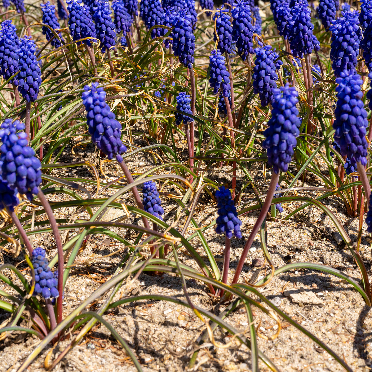 Гадючий-лук-незамеченный_Muscari-neglectum_1-2