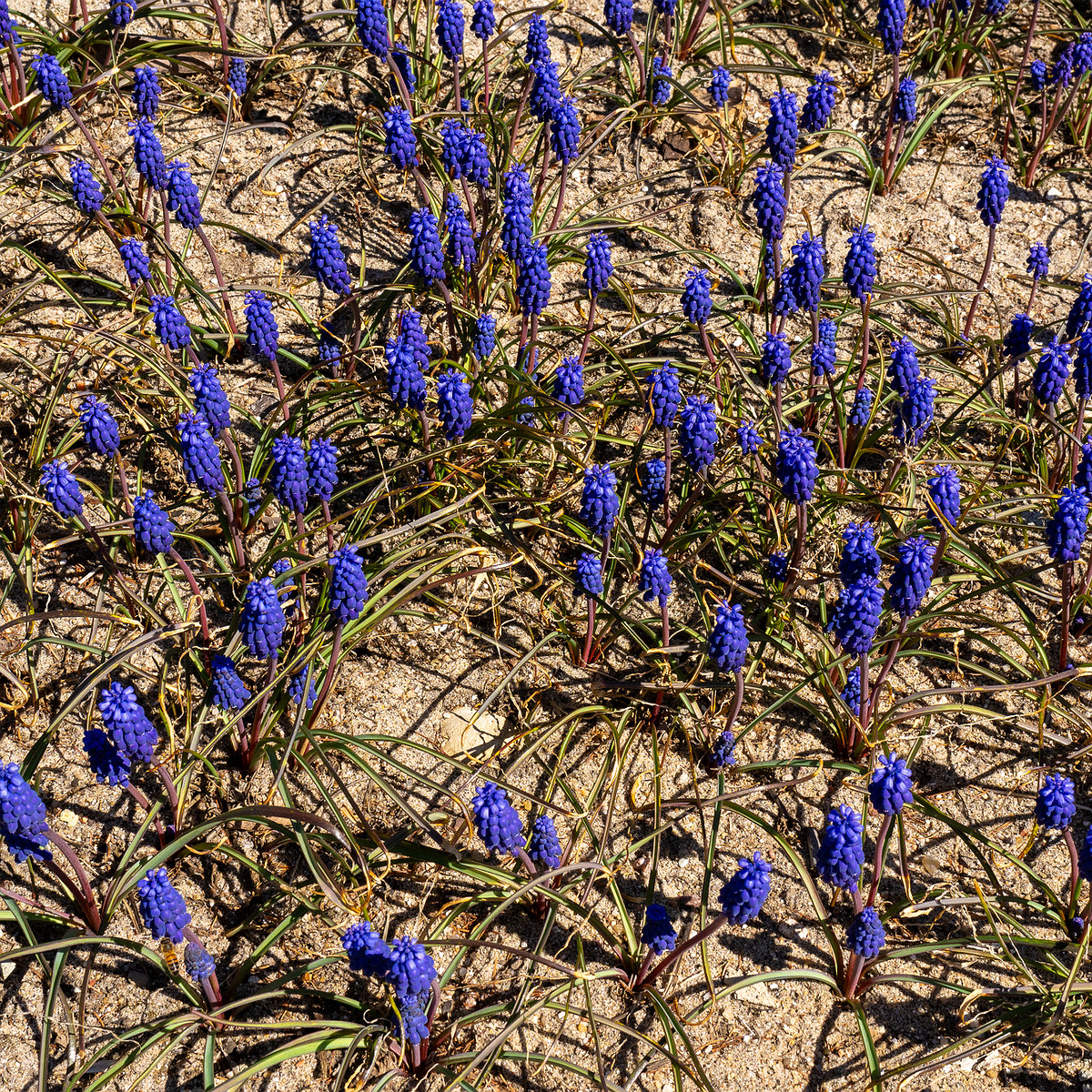 Гадючий-лук-незамеченный_Muscari-neglectum_1-3