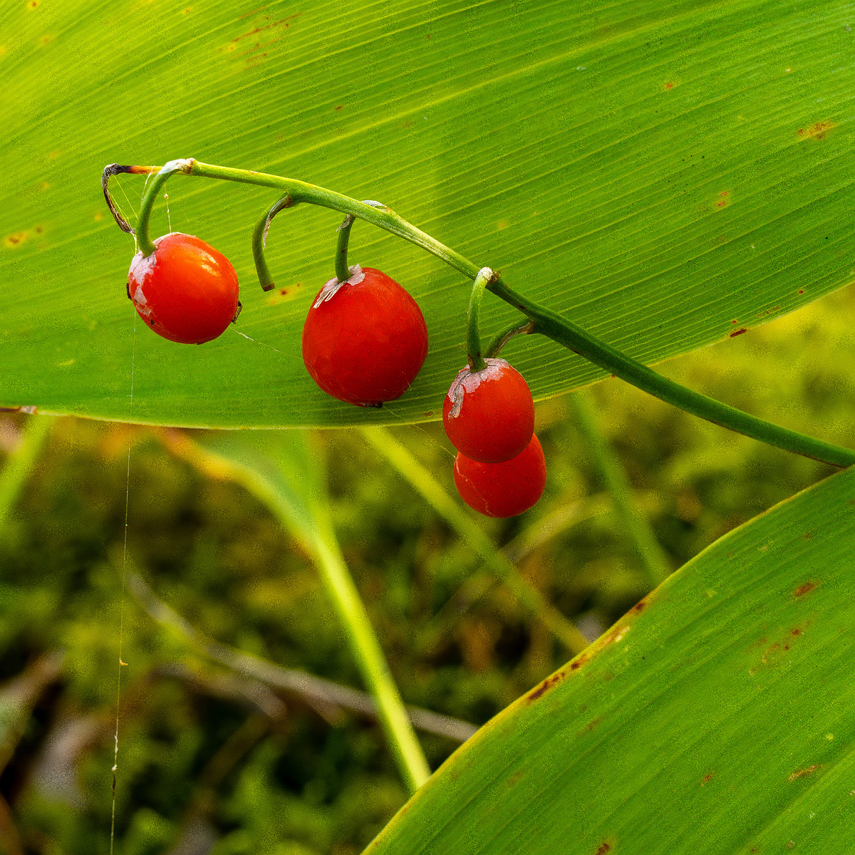 convallaria-majalis_1-5