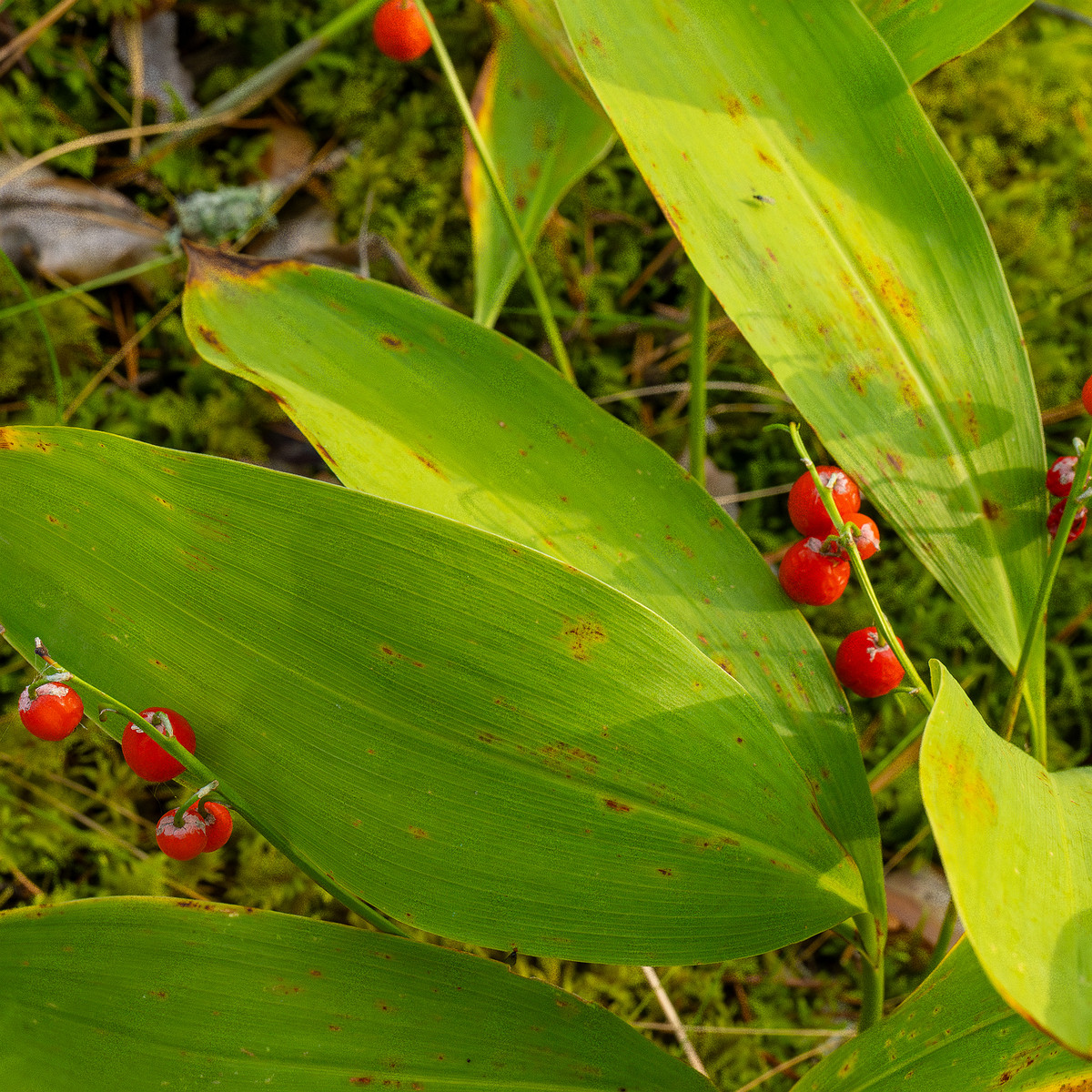 convallaria-majalis_1-7