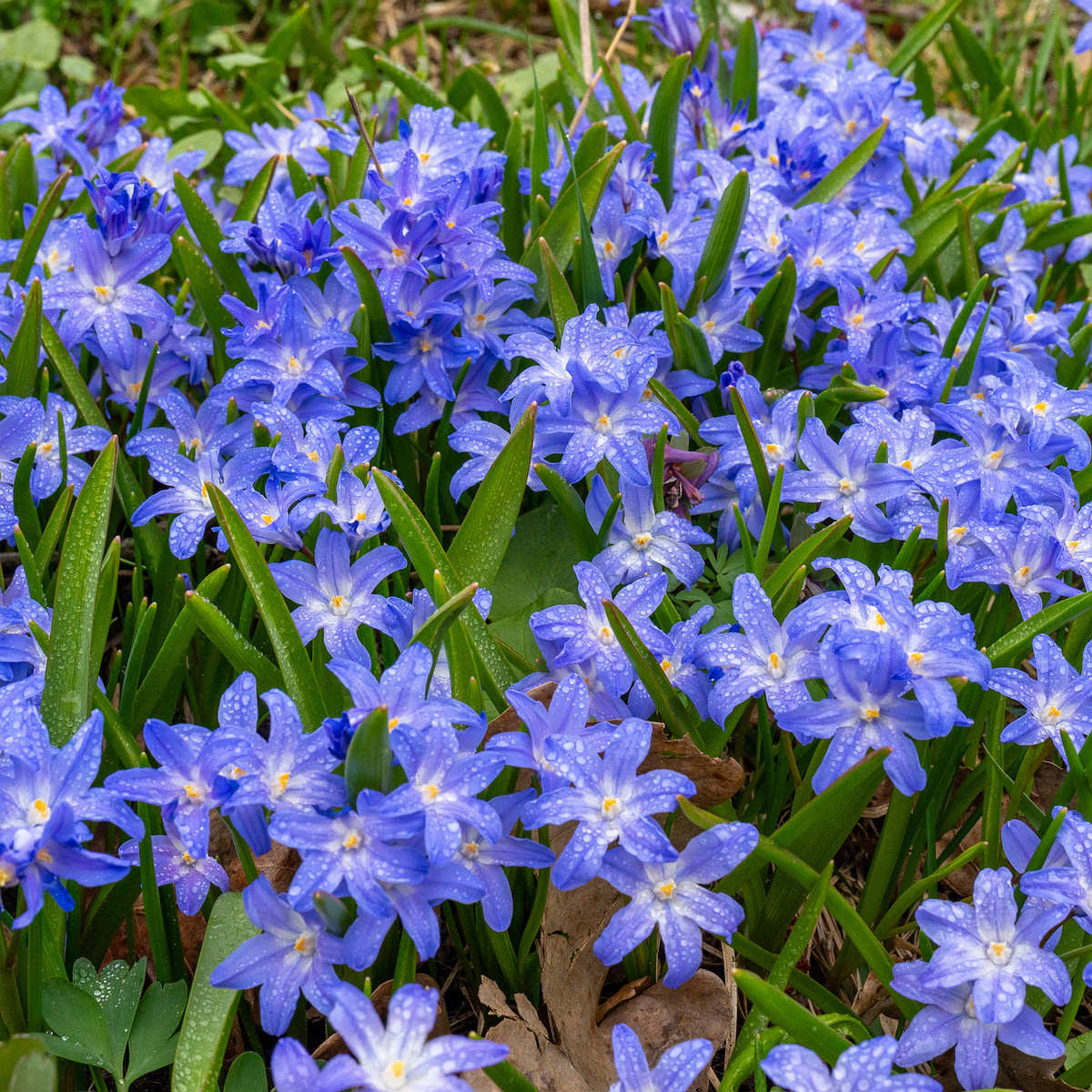 tallinn-botanical-garden-13