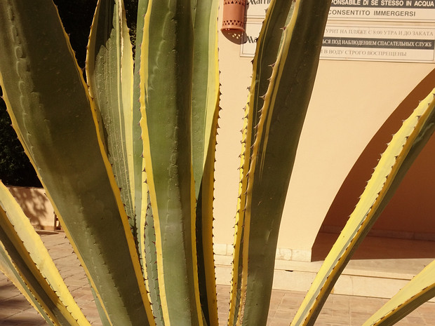 Агава американская разн. окаймлённая - Agave americana var. marginata