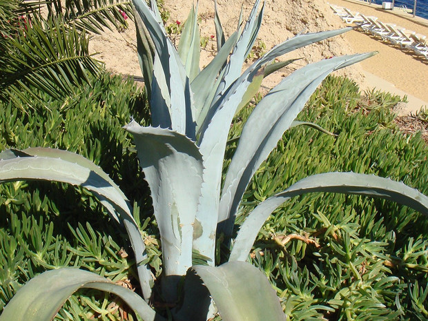 Агава американская - Agave americana