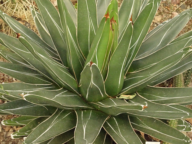 Агава королевы Виктория - Agave victoriae-reginae