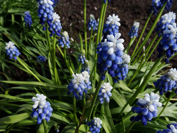 Гадючий лук Оше 'Верхушка Холма' - Muscari aucheri 'Mount Hood'