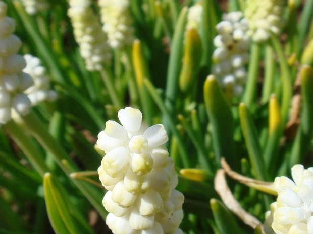 Гадючий лук гроздевидный белая форма - Muscari botryoides f. alba