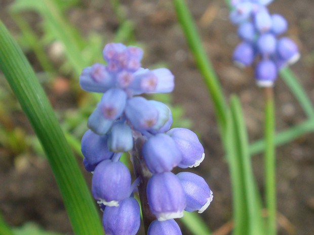 Гадючий лук незамеченный - Muscari neglectum